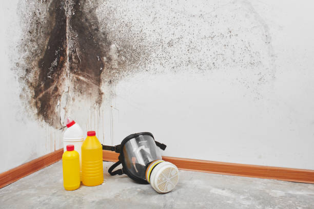 Best Commercial Mold Removal  in Marionville, MO