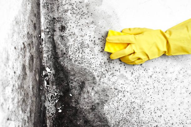 Best Office Mold Removal Services  in Marionville, MO