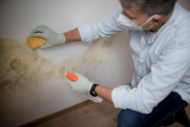 Best Local Mold Removal Service  in Marionville, MO
