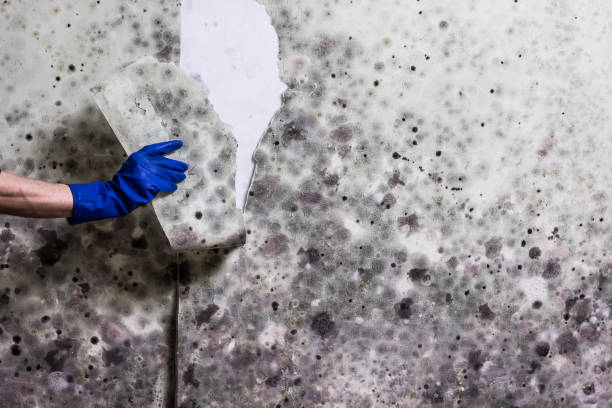 Best Emergency Mold Removal  in Marionville, MO