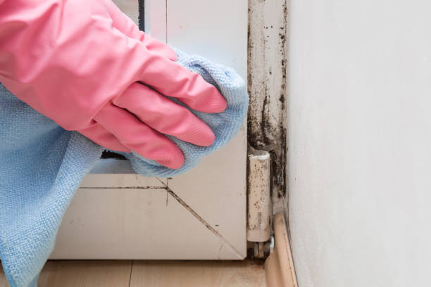 Best Professional Mold Removal  in Marionville, MO